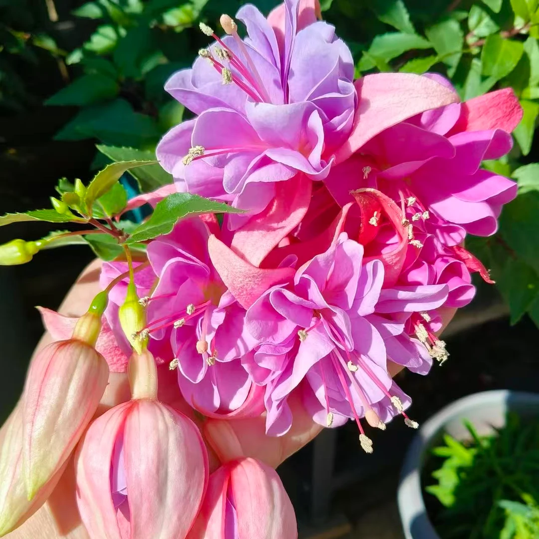 重瓣倒挂金钟盆栽灯笼花带花苞阳台庭院多年生垂吊四季花卉年宵花