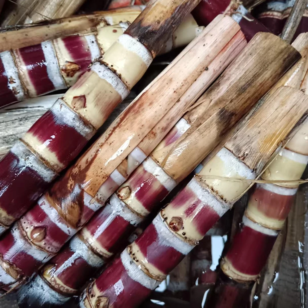 正宗广西黑皮甘蔗种苗头部精品苗南北方种植盆栽地栽甘蔗皮薄易种