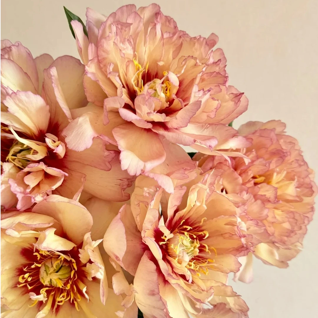 伊藤当斯德芙芍药鲜切花山东菏泽基地直发顺丰包邮