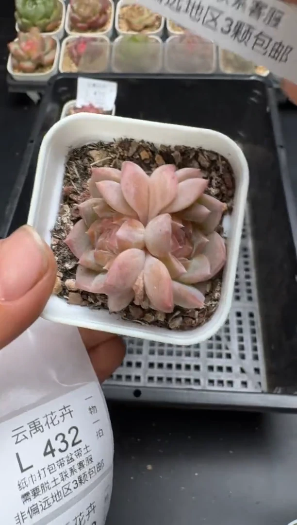 431L当天拍3颗包柚 带盆土纸巾打包 云禹花卉 珍妮多肉植物
