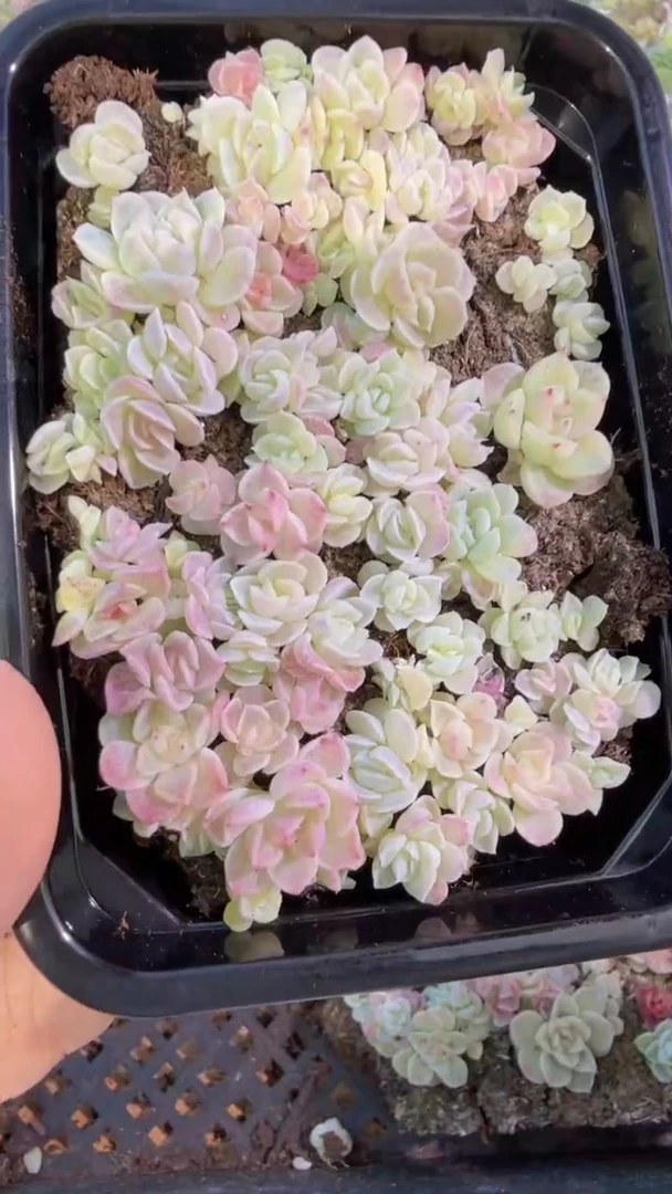 麦秆A切糕1盒 量拍多肉植物