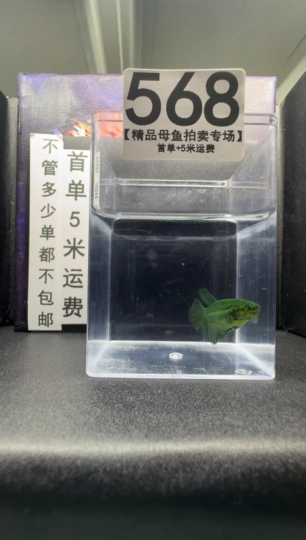 斗鱼母鱼编号：568