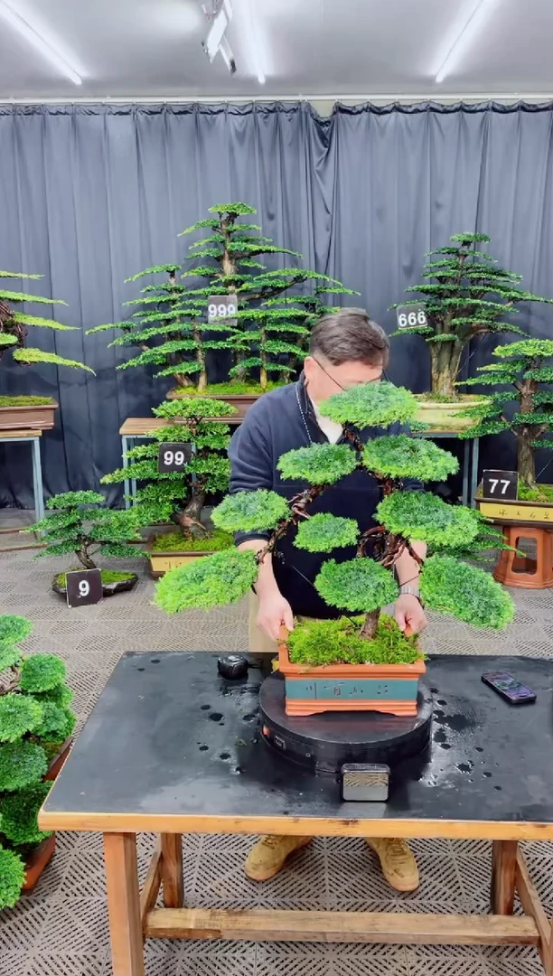 无花朵盆景......