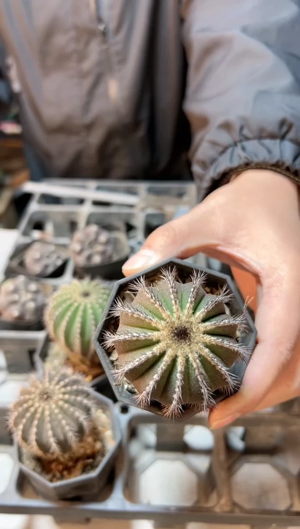 【闪购商品】27号实生自刺紫皮优博球5公分