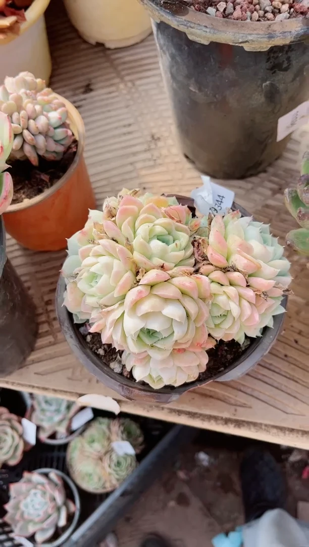 【闪购商品】19344多肉