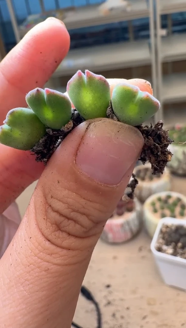 喵*儿多肉植物肉锥16-251