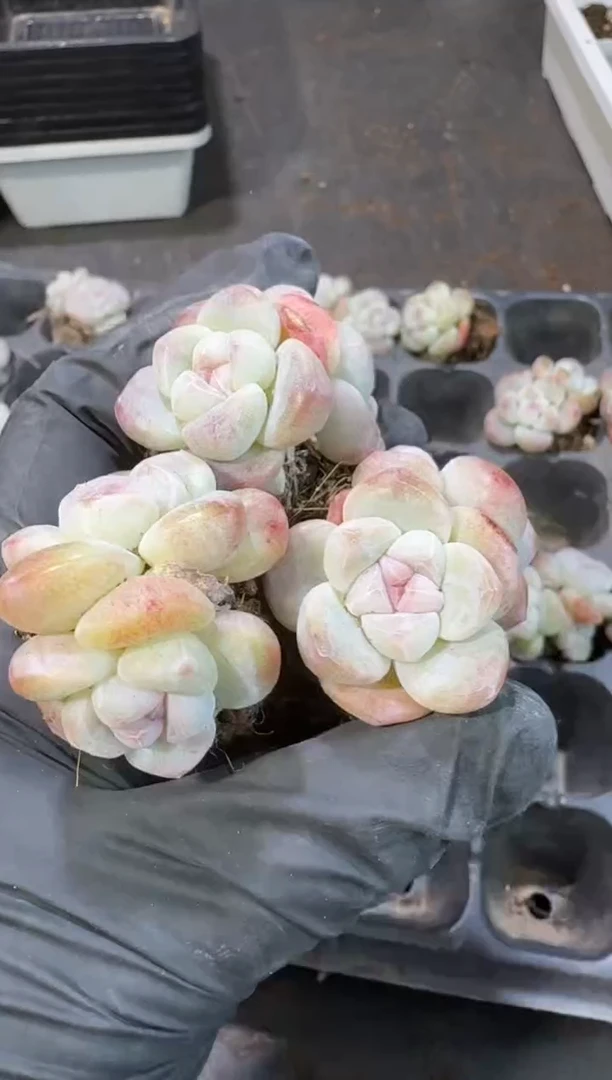 【闪购商品】18号到手6棵--江北一物一拍