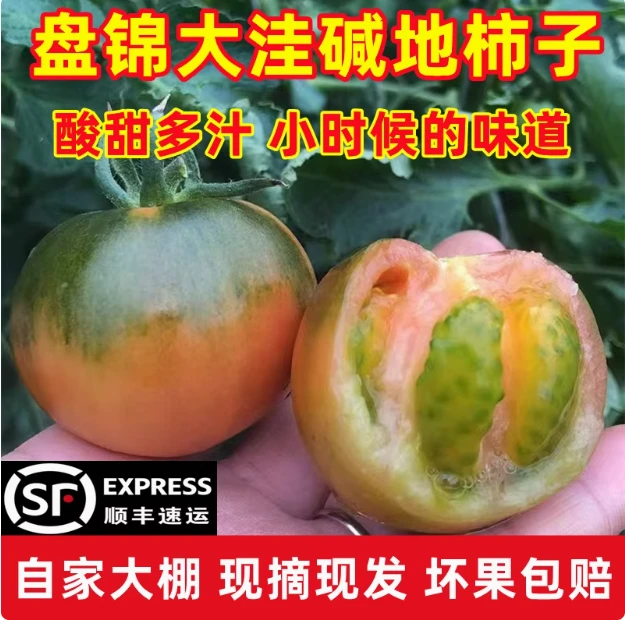 【东北特产】正宗盘锦碱地柿子顺丰包邮 原产地直发  现摘先发