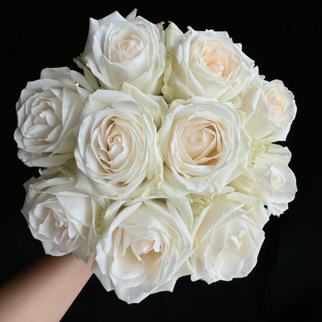 鲜花【白雪山】同地址两单以上顺丰/德邦空运+送10包保鲜剂