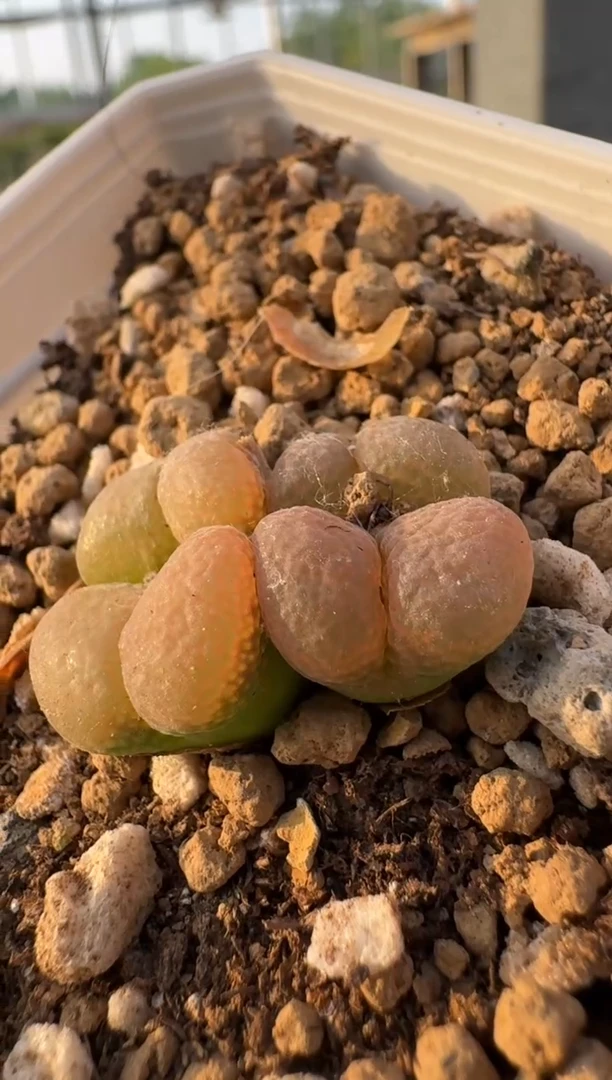 美丽的肉石头10-332粉c10