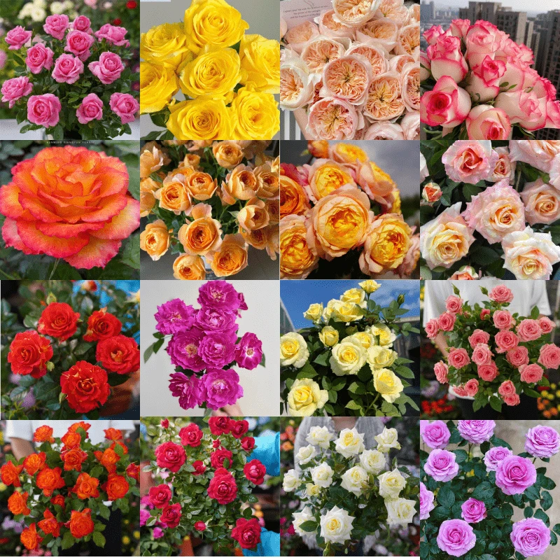 【混色】一盆多色新手易养盆栽月季阳台月季庭院花卉多季节开花