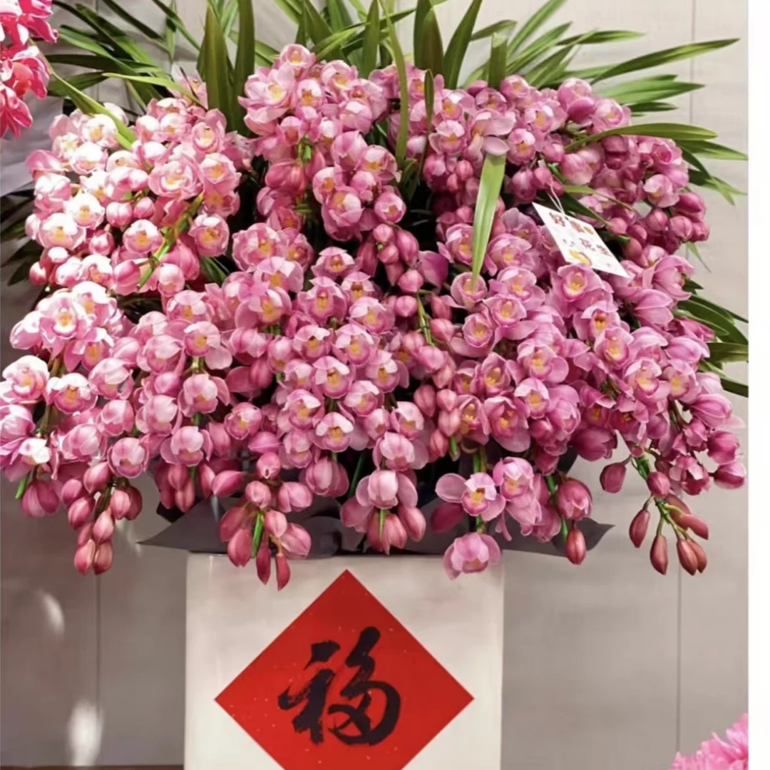 【基地精选】 大花蕙兰拱兰 年宵花好养耐养花期长云南昆明基地发货