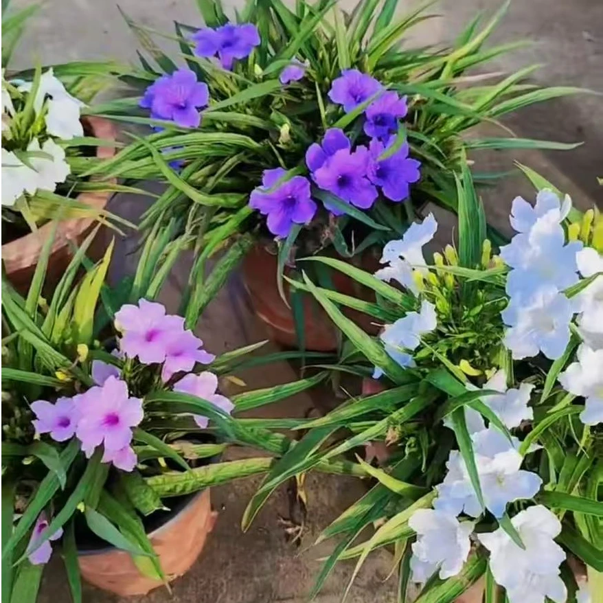 “花痴家翠芦莉扦插盆栽 两颗发!粉色和紫色 !阳台庭院必备!!