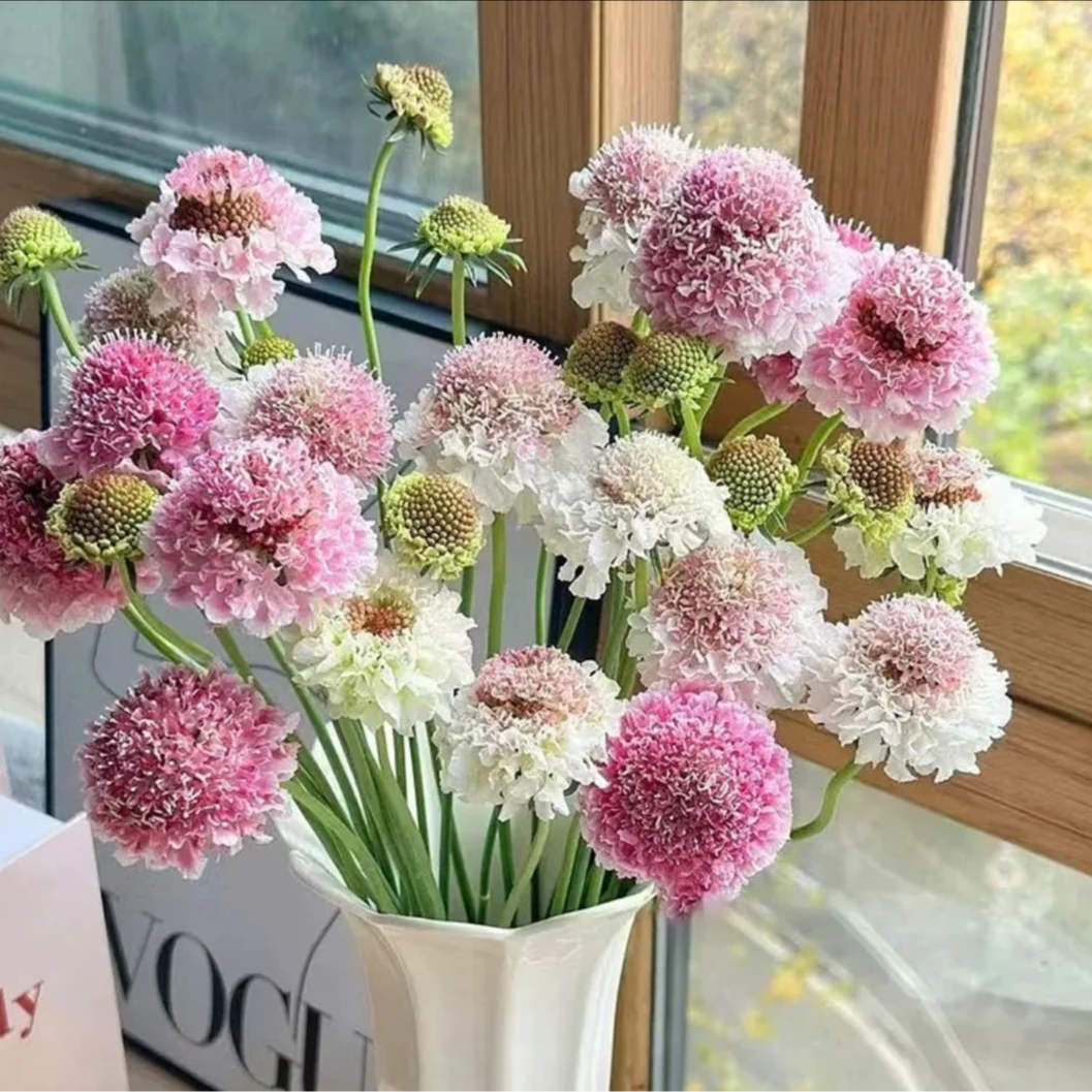 【花鲜丰】松虫草1扎装鲜花次日达家居装饰花瓶插花