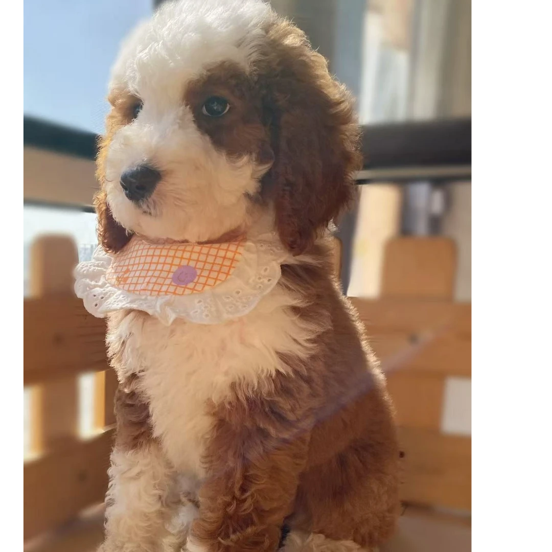 【非凡巨贵犬业专属】巨贵犬 乖宝宝宠物 温顺友好 大玩具萌宠