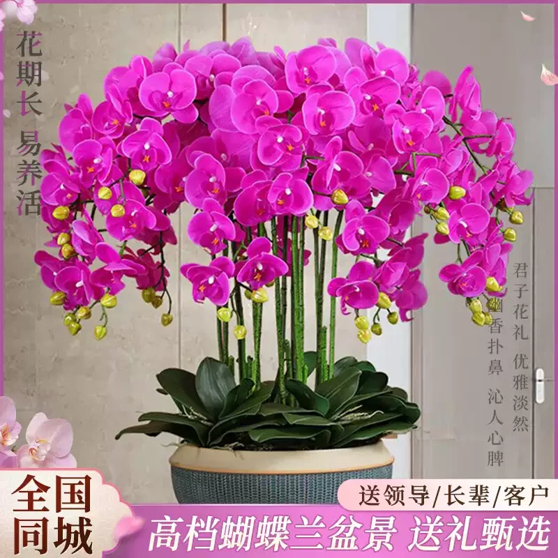 【拜访送礼超大气】蝴蝶兰盆栽真鲜花速递同城富贵兰幸福兰年宵花店