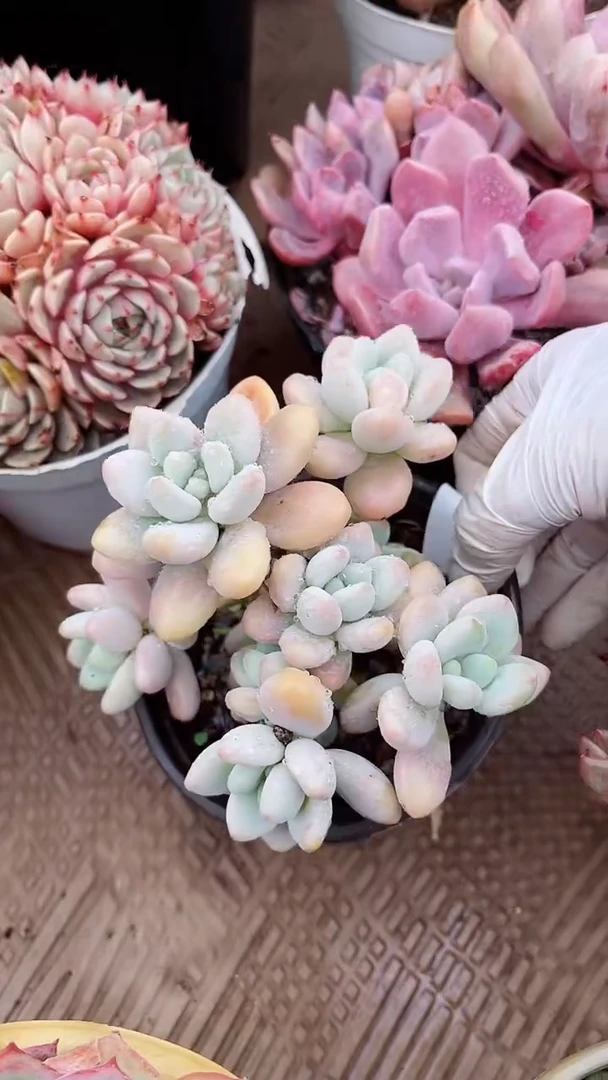 【闪购商品】16205