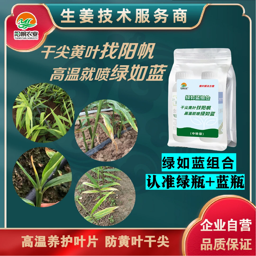 绿如蓝组合1套喷施5亩地预防高温黄叶干尖烂芯劈叶脱裤