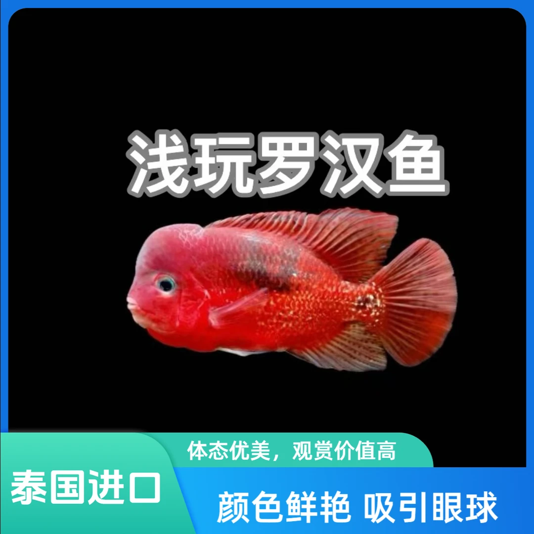 泰国进口罗汉鱼 泰金火凤古典幻彩红马