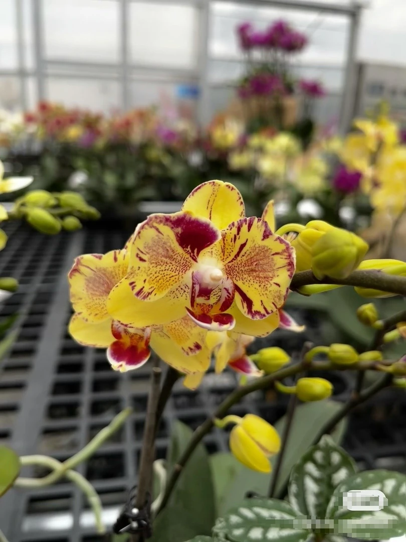 【金凤凰3花剑蝴蝶兰】蝴蝶兰开花好看客厅卧室观赏绿植优选盆栽