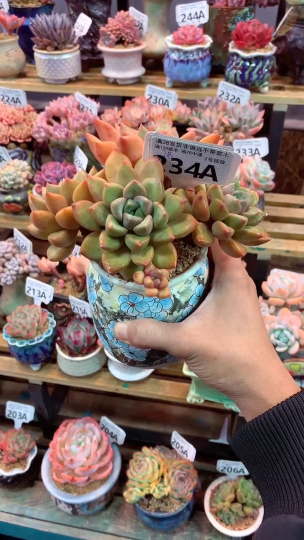 可****丽234A（一物一拍实付满28发货，默认不带盆土）