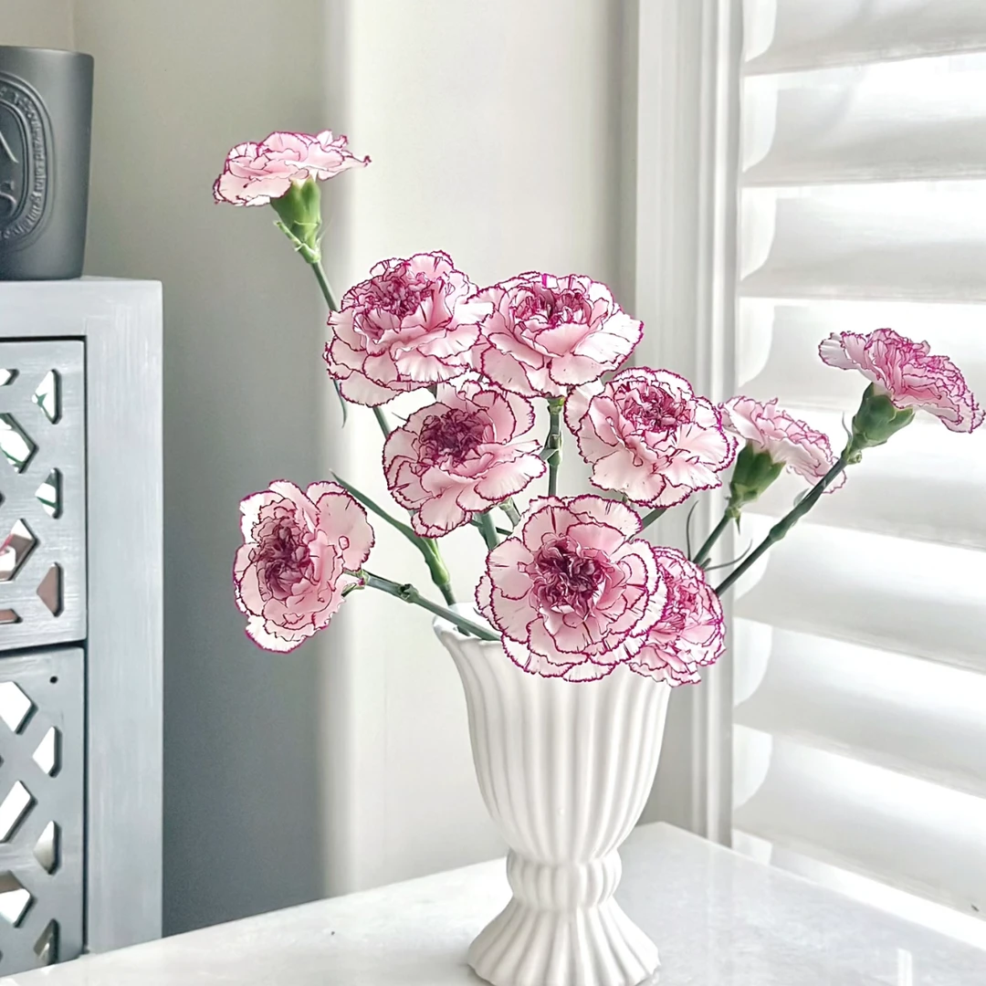 【家居瓶插花】紫精灵康乃馨10支 同城配送
