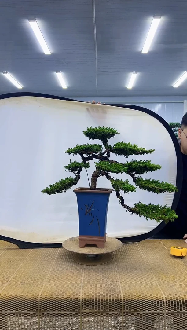 无花朵00000000000000000000000000