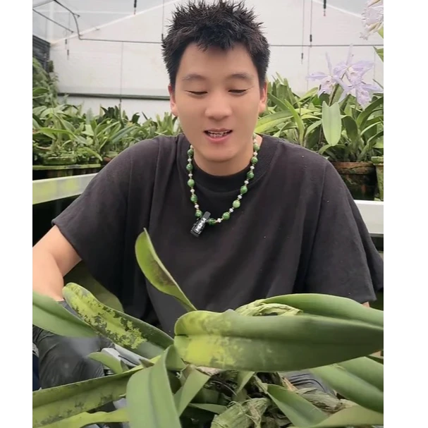 卡特兰 分株盲盒 裸根 苗株 无花牌鲜花绿植瑕疵