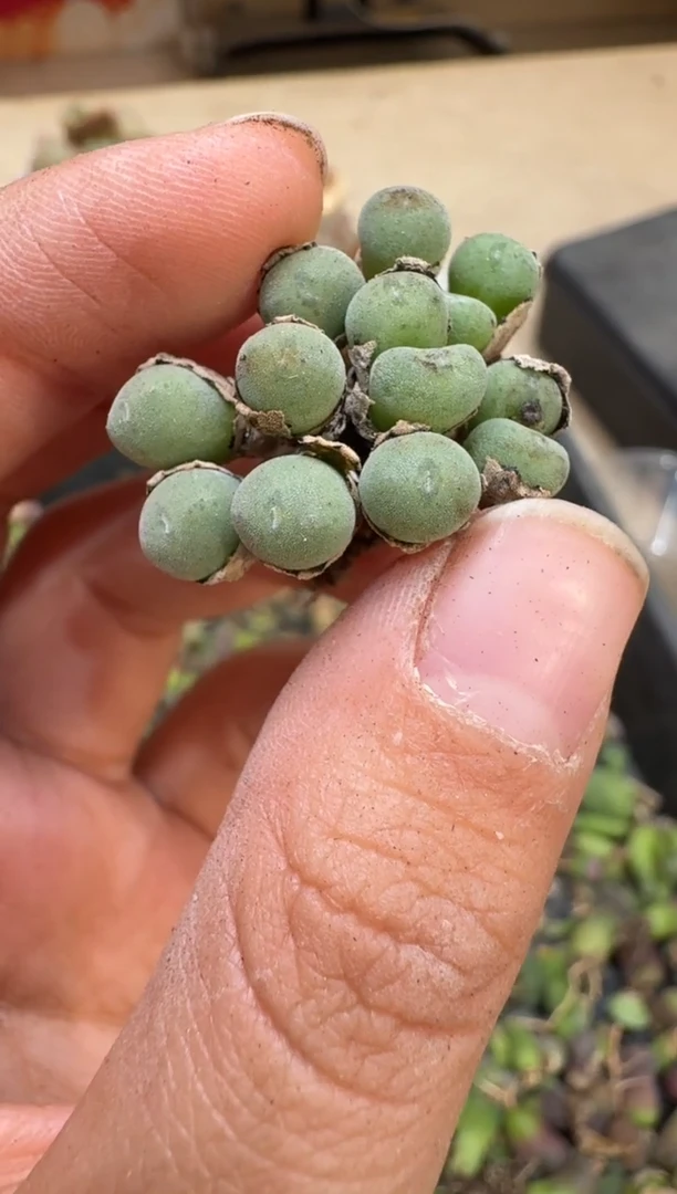 6-120多肉植物肉锥