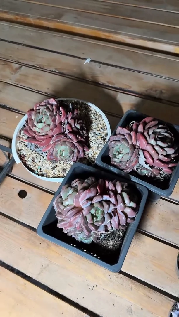 180#3头大Q橙（12-15cm）脱土