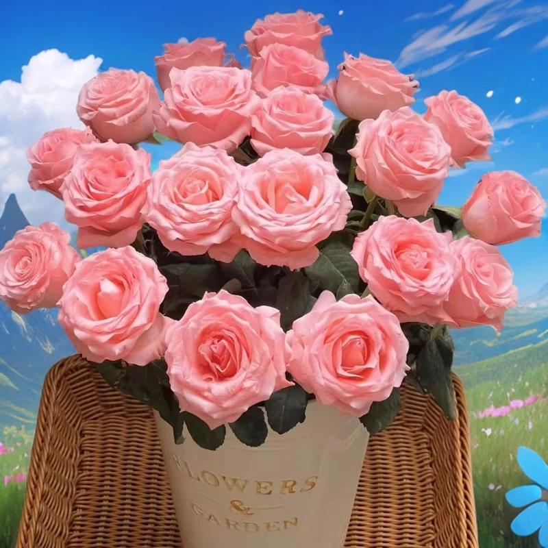 戴安娜粉玫瑰云南基地鲜花玫瑰云舍鲜花直播间