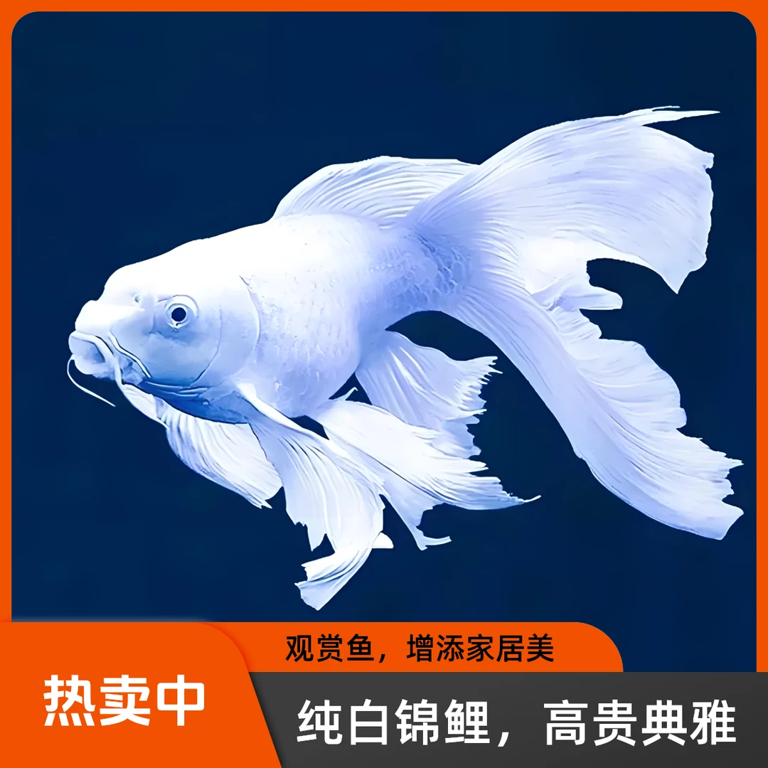 8-12公分精品贵妃白蝴蝶鲤观赏鱼好养耐活