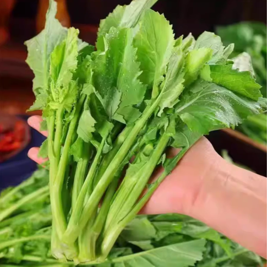 板蓝根青菜种子 食用特色菜材种籽四季蔬菜孑阳台盆栽春季