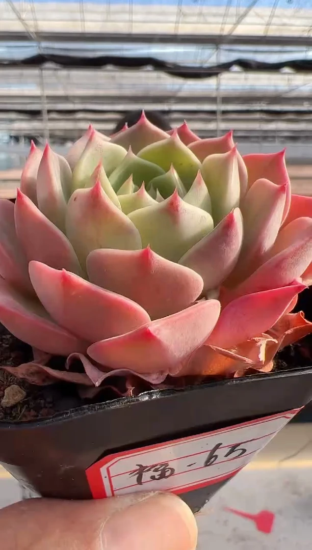 【闪购商品】福利多肉-65