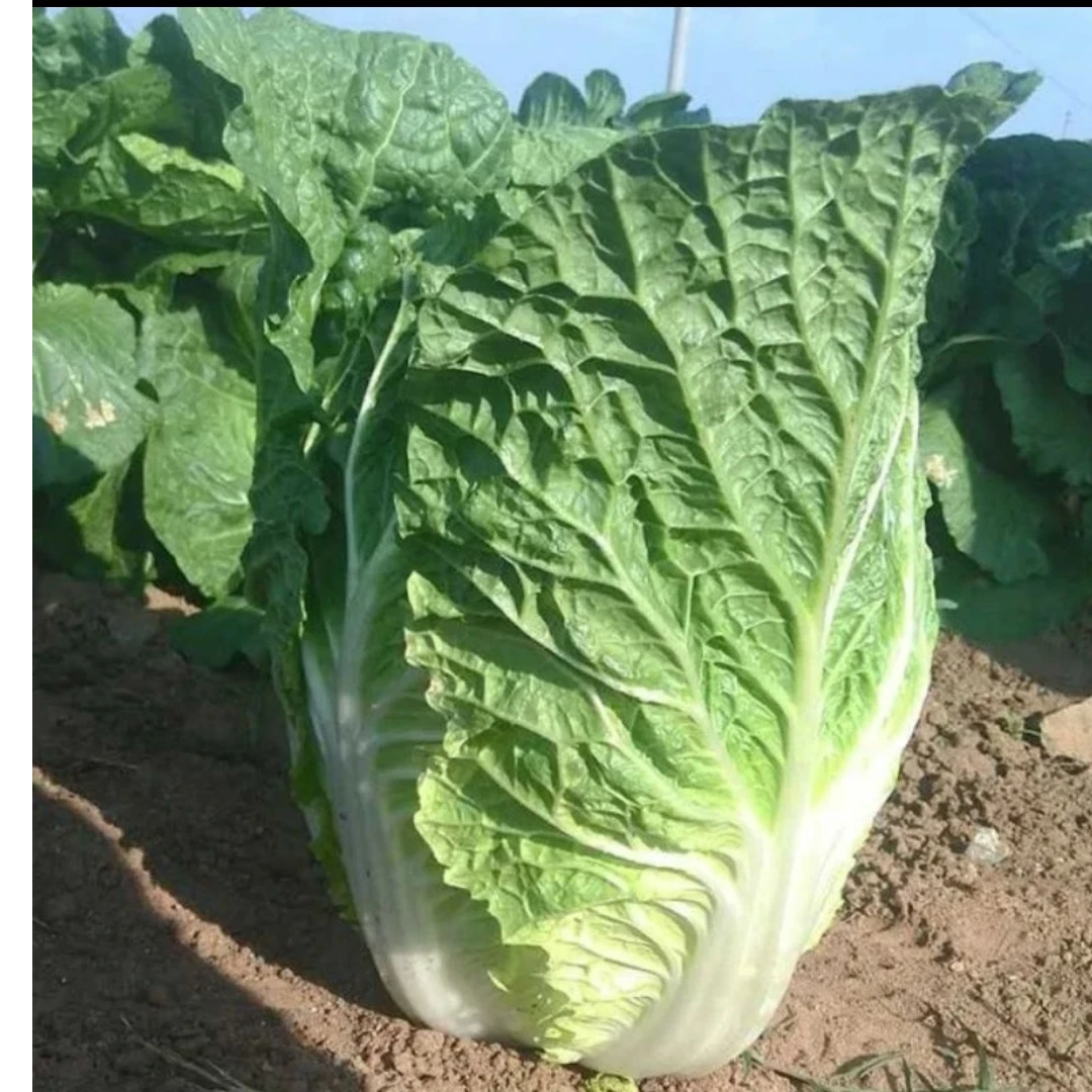 春秋白菜合抱型大白菜秧苗，抗根种，生育期65-70天，叶色绿