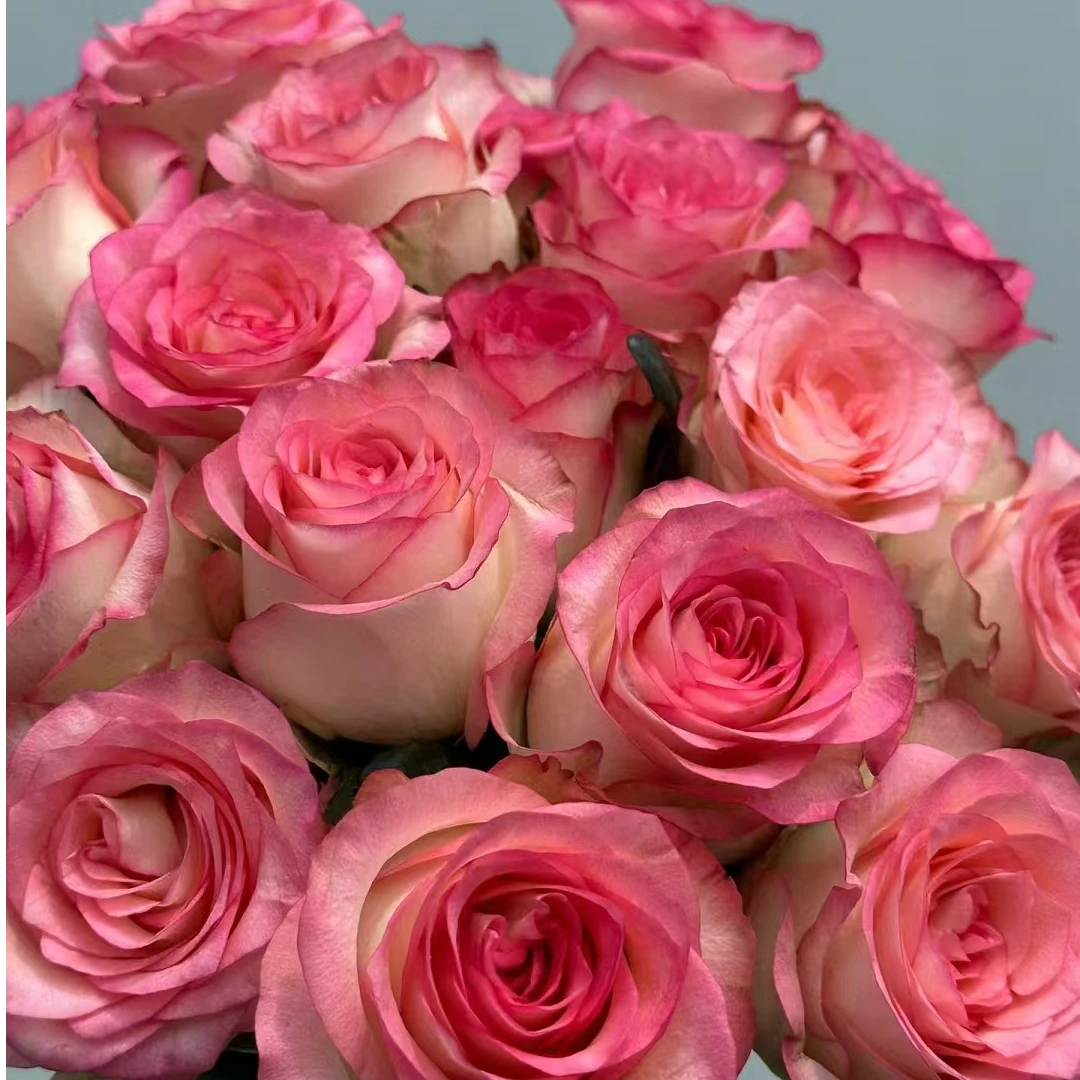 宜然园艺艾莎小1加仑灌木月季多季节重复开花花型饱满耐热耐晒