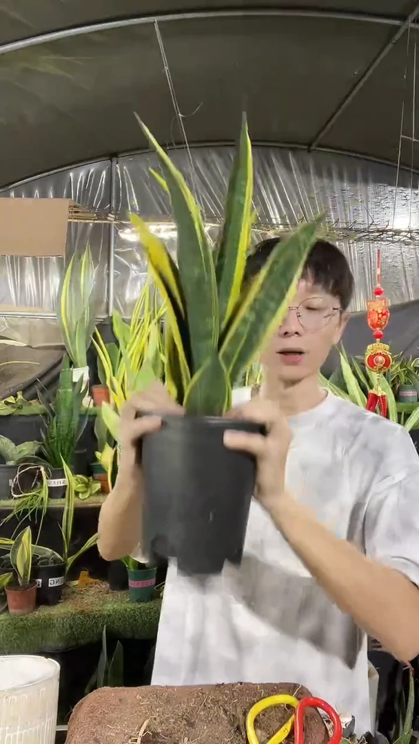 火焰黄金兰带盆土28.8