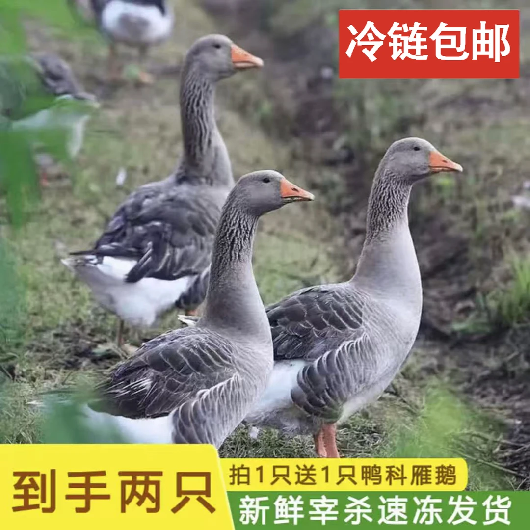 净重11-12斤红嘴雁鹅【买1送1】黄皮雁带鹅肠心胗血整只冷链顺丰