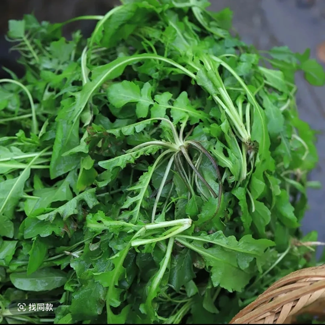 荠菜农家自种新鲜现采可包饺子