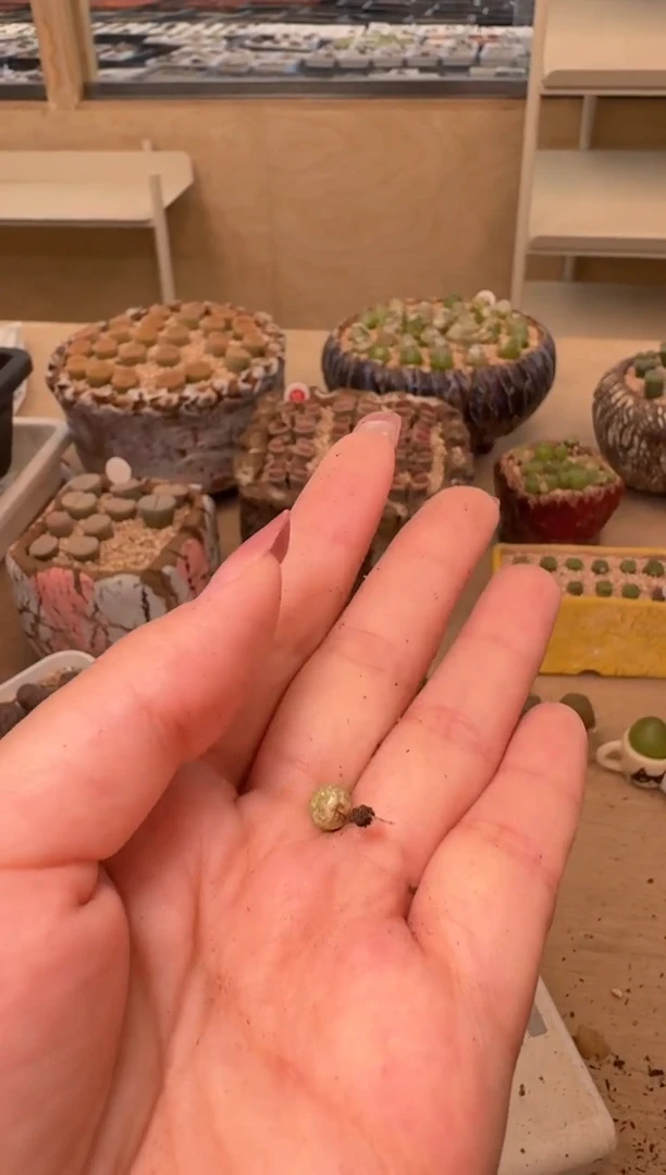 18-69多肉植物肉锥