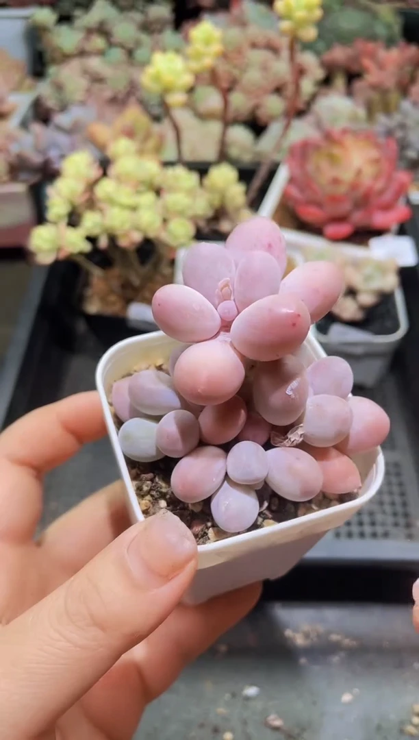 【闪购商品】408汤圆