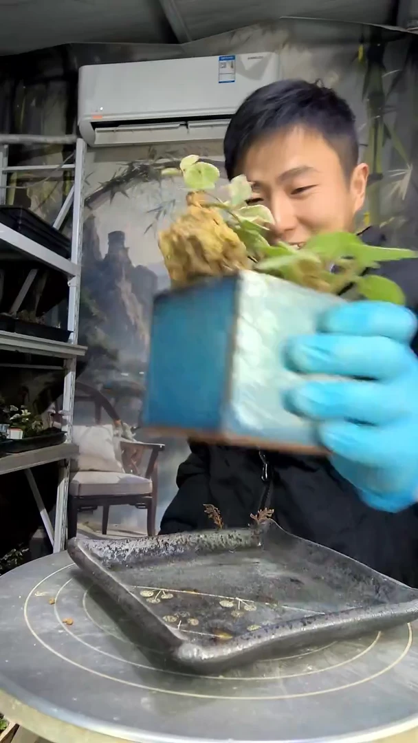 我**良中青园艺一物一拍花157