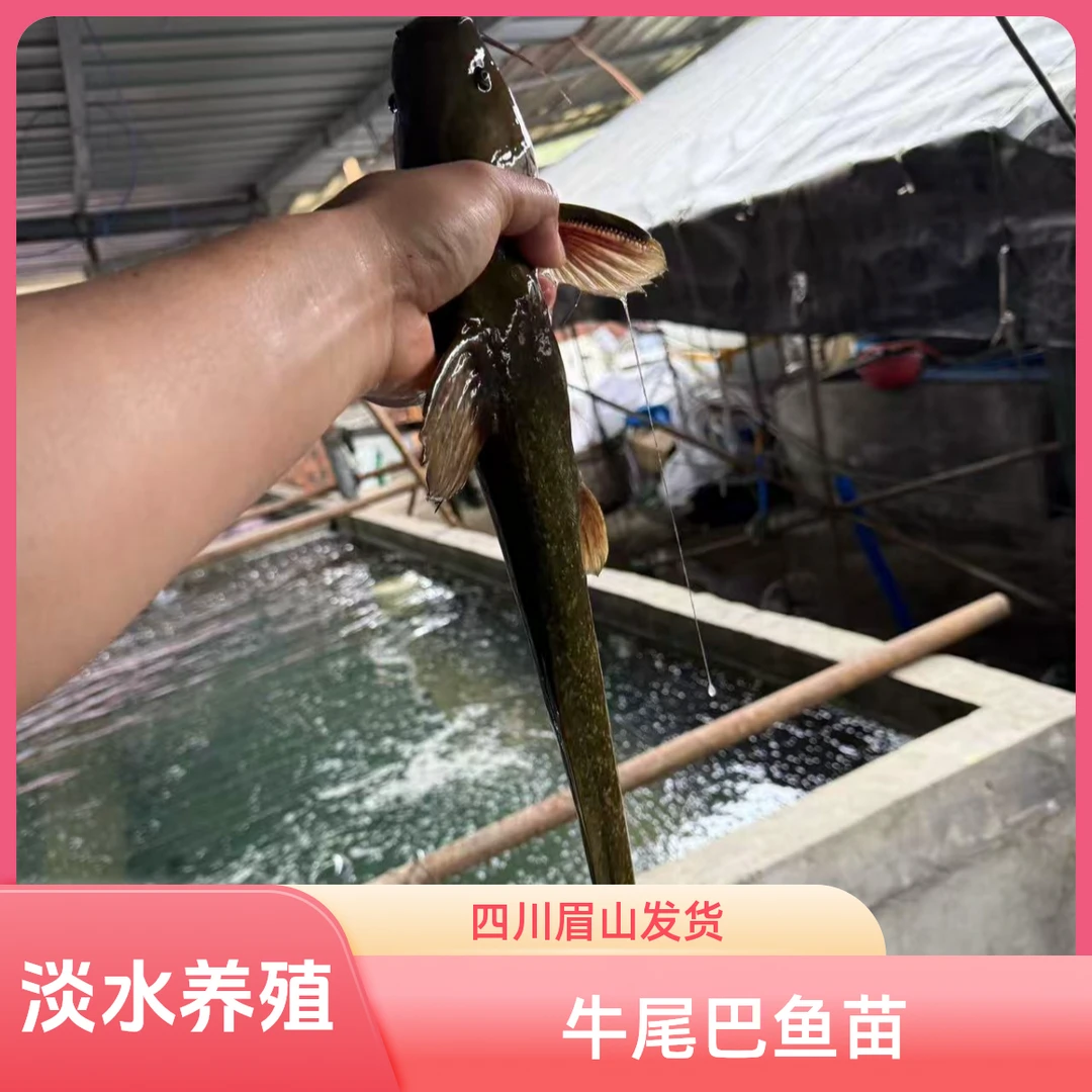 牛尾巴鱼 淡水鱼 四川眉山发货
