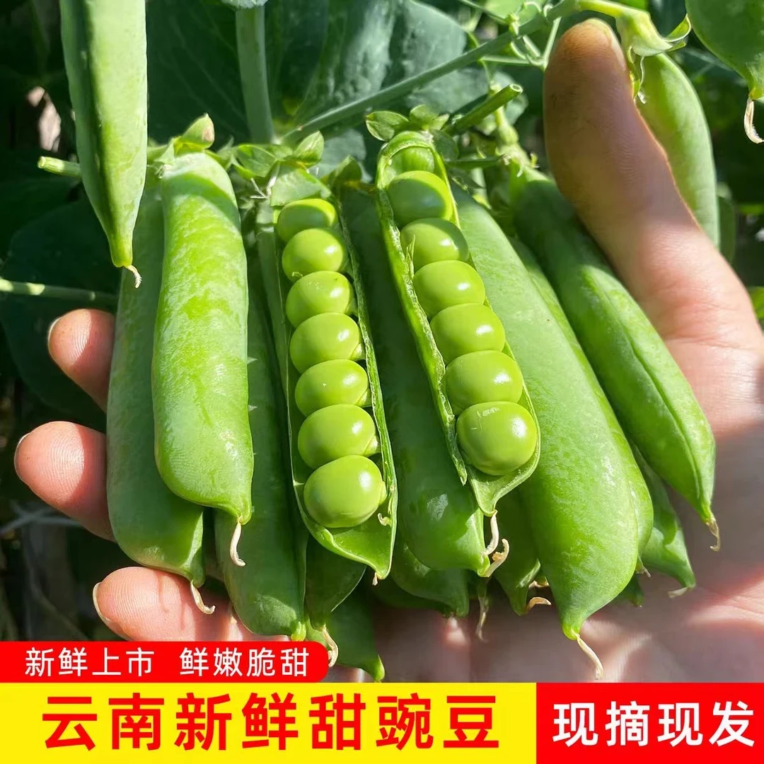 云南自种新鲜甜脆水果豌豆带壳现摘现发农家露天种植青颗粒饱满