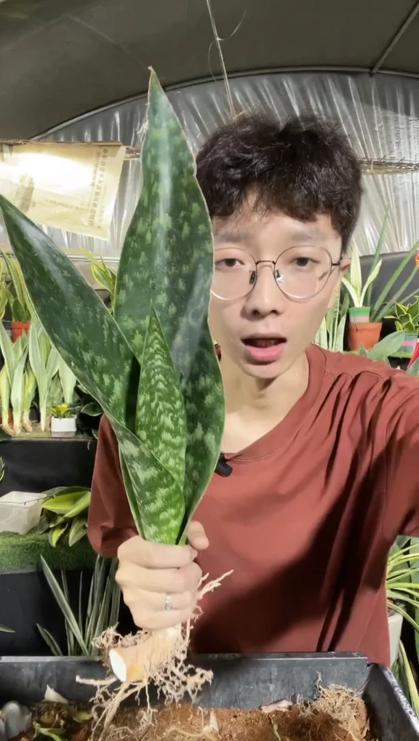 双叶嘉宝40厘米裸根17.8