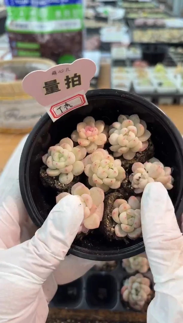 T秃 单双混 7颗量拍混发 满9.9包邮