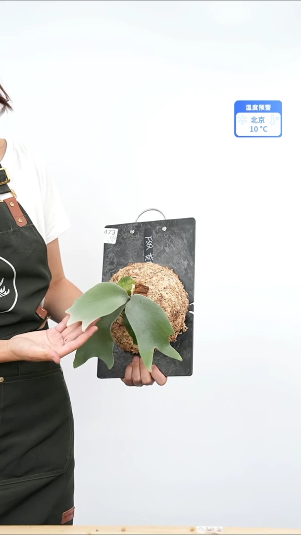 不开花植物冯思琪交黄月孢子苗a473