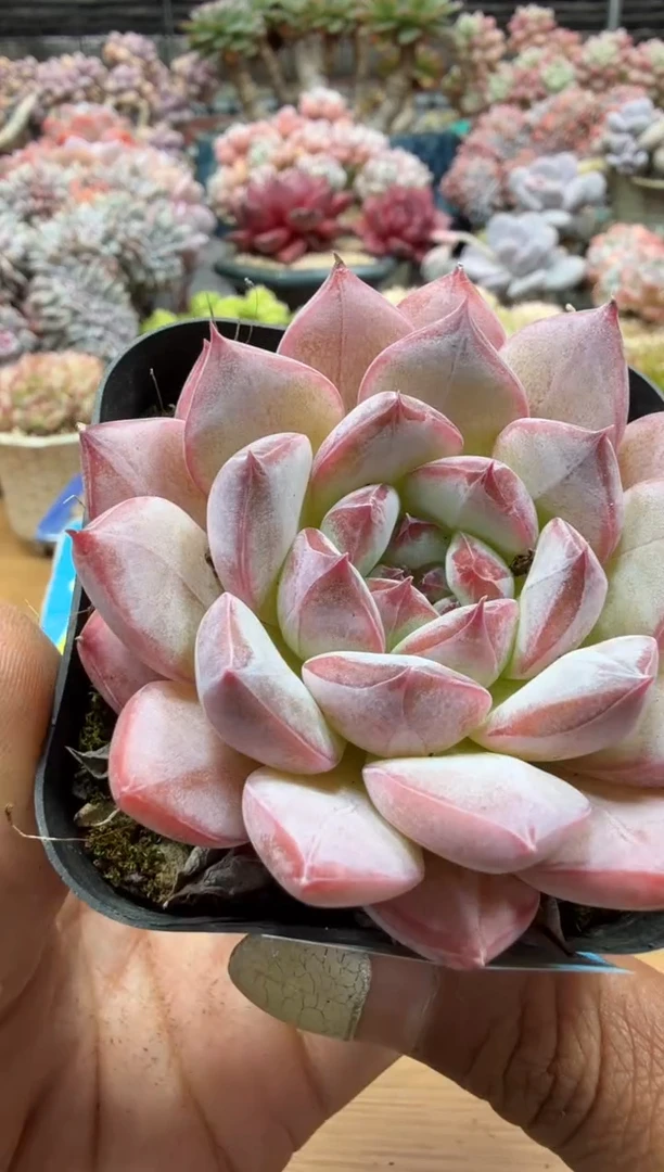 东云多肉园二店-214