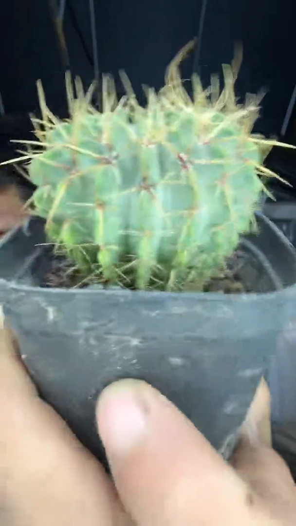 实生白狮子19.99