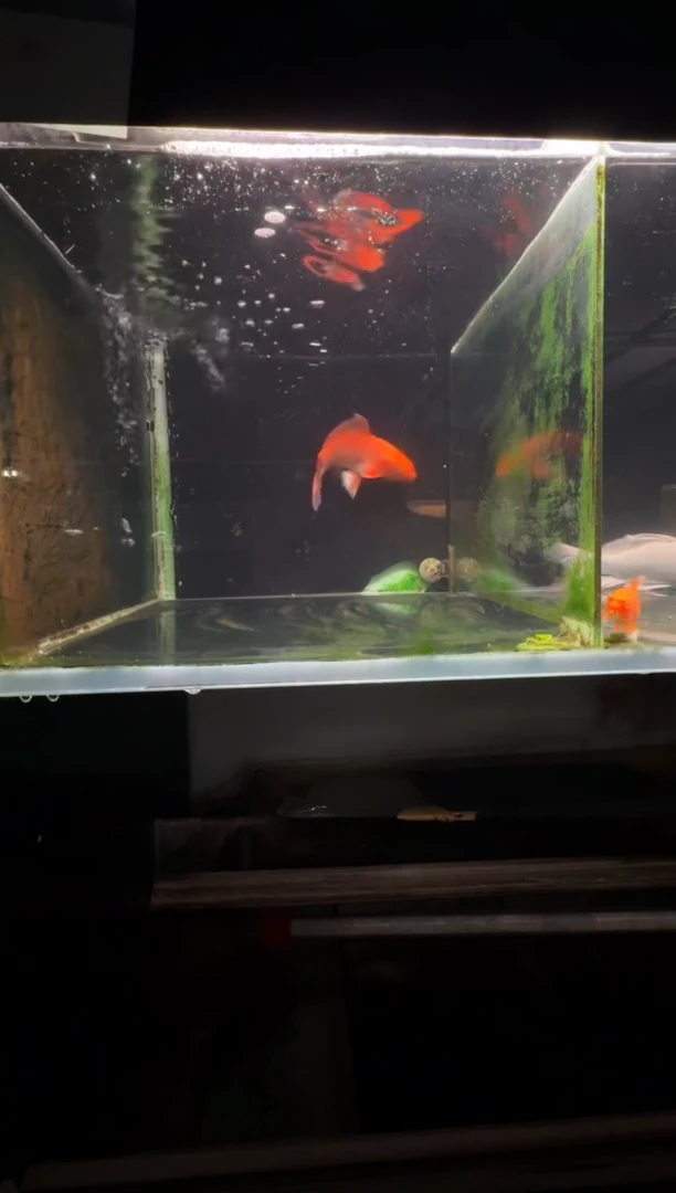 蝴蝶鲤鱼凡***烦红蝴蝶